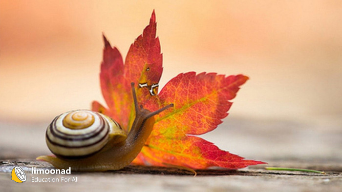 Little-Snail-Watching-An-Autunm-Leave-FineArt- عکاسی فاین آرت چیست ؟